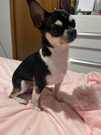 CHIHUAHUA mini toy PER MONTA