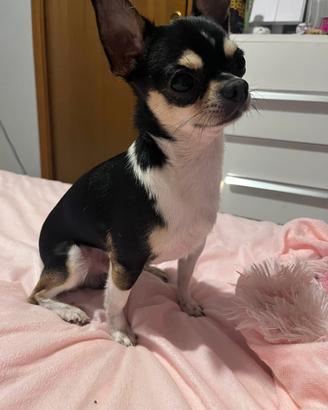 CHIHUAHUA mini toy PER MONTA