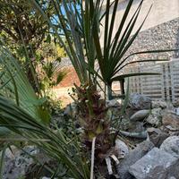 Palme da giardino
