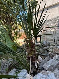 Palme da giardino