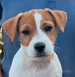 Cucciolo di Jack Russell