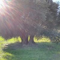 alberi di ulivo