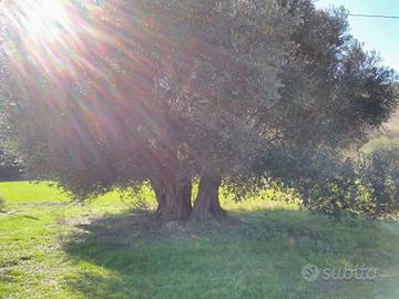 alberi di ulivo
