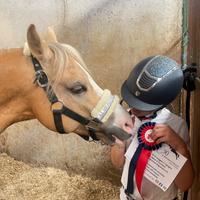 Pony welsh
