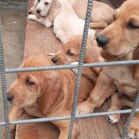 Cuccioli di segugio italiano