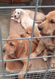 Cuccioli di segugio italiano