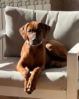 Ultima cucciola di Rhodesian Ridgeback disponibile