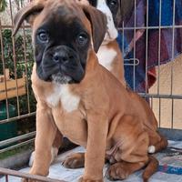 Boxer cuccioli