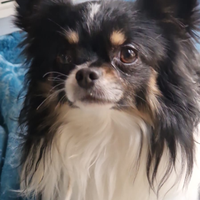 Chihuahua maschio per monta
