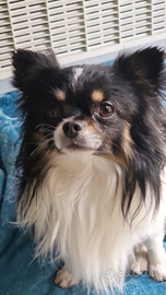 Chihuahua maschio per monta