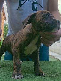Pitbull