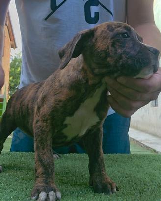 Pitbull