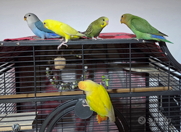 Inseparabili allevati a mano