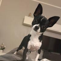 Chihuahua maschio, sano e ben curato