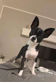 Chihuahua maschio, sano e ben curato