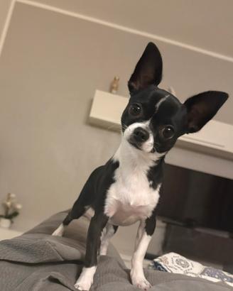 Chihuahua maschio, bianco e nero, pelo corto