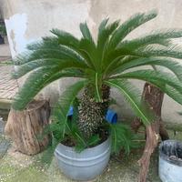 2 Cycas grandi con fusto alto in vaso – esemplari