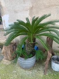 2 Cycas grandi con fusto alto in vaso – esemplari