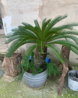 2 Cycas grandi con fusto alto in vaso – esemplari