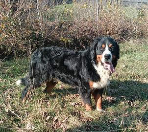 Maschi di Bovaro del bernese con pedigree