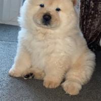 Cuccioli di chow chow M e F