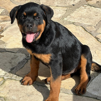 Cucciolo rottweiler