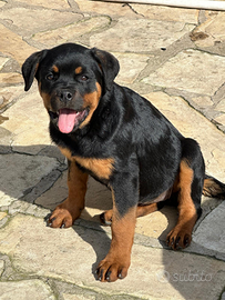 Cucciolo rottweiler