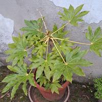 Pianta Aralia
