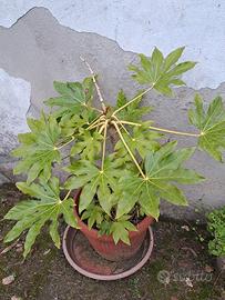 Pianta Aralia