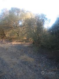 Terreno agricolo