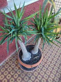 Tronchetto della felicità 