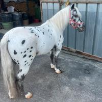 Poni maschio
