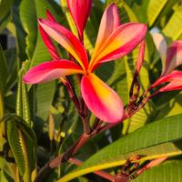 Plumeria Florencia 