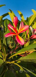 Plumeria Florencia 