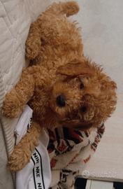 Splendidi cuccioli barboncino