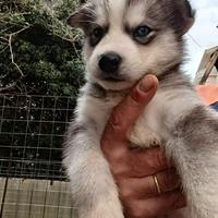 Siberian husky