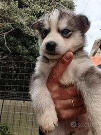 Siberian husky