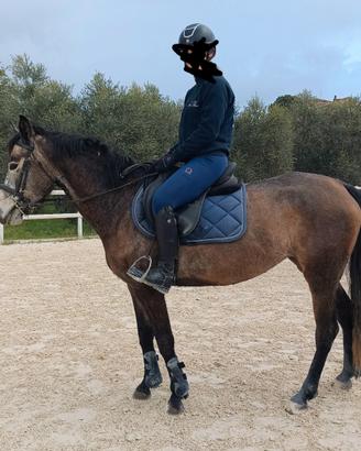 Pony