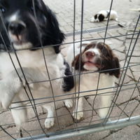 Cuccioli da tartufo
