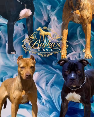 Cuccioli Pitbull con pedigree