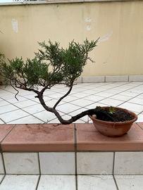 Bonsai di Ginepro