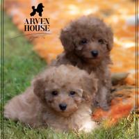 Barboncino nano toy albicocca