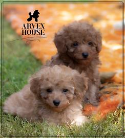 Barboncino nano toy albicocca