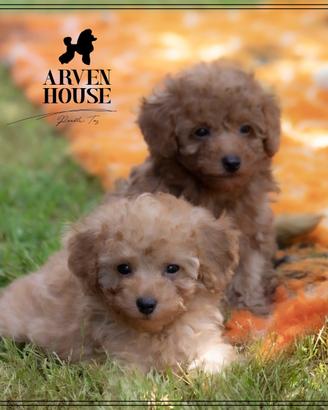 Barboncino nano toy albicocca