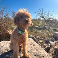Barboncino nano con pedigree ENCI