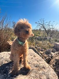 Barboncino nano con pedigree ENCI