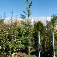 Cipresso Leylandi