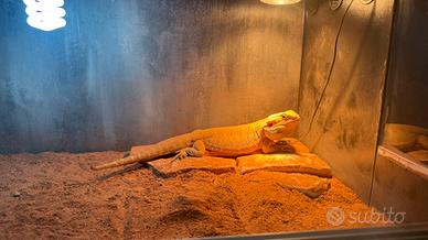 Pogona Vitticeps "Drago Barbuto"