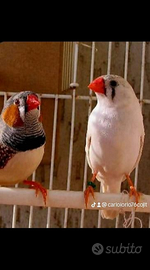 Coppie diamantine riproduttive