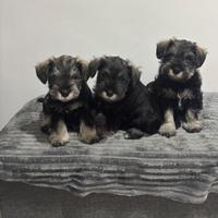 Schnauzer nano